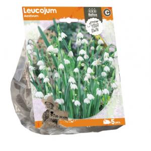 Baltus Leucojum Aestivum bloembollen per 5 stuks